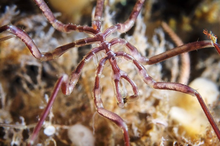 Nymphon grossipes