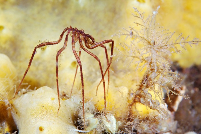 Nymphon grossipes
