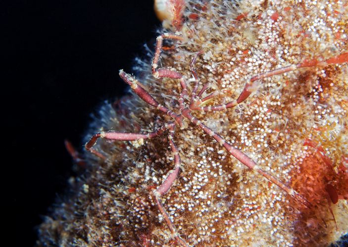 Phoxichilidium femoratum