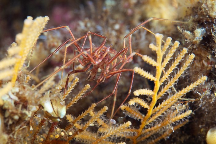 Nymphon grossipes