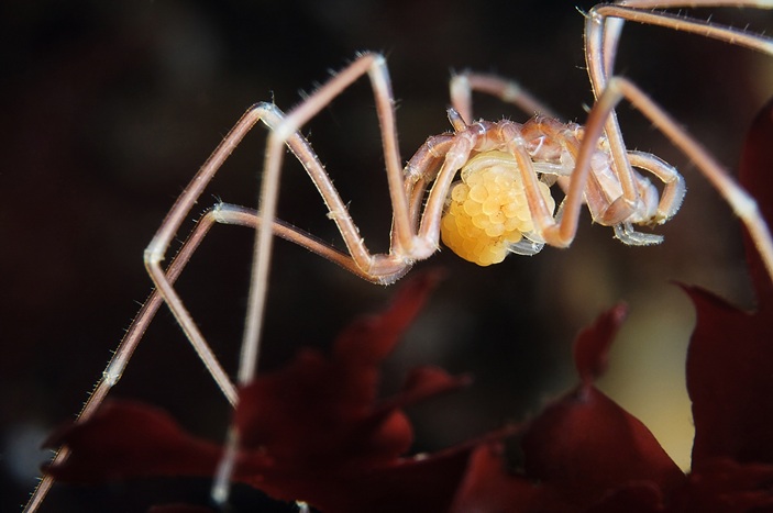 Nymphon grossipes