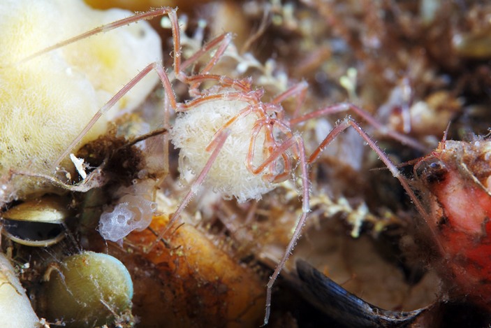 Nymphon grossipes