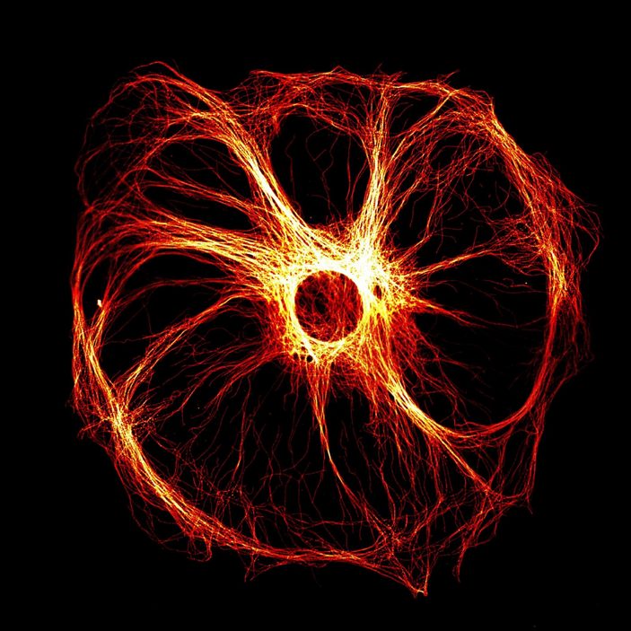 Клетка Сертоли