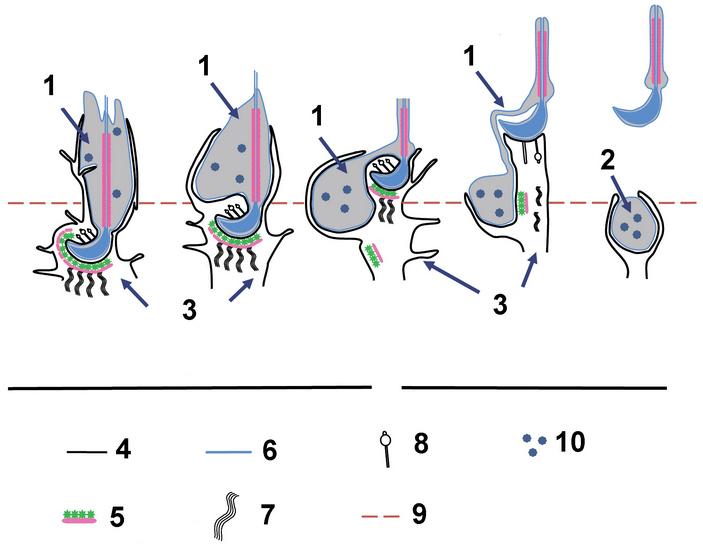 Схематическое изображение процесса спермиации