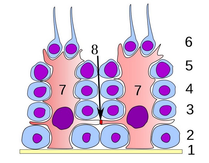 Гемато-тестикулярный барьер