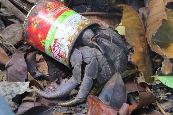 Рак-отшельник 