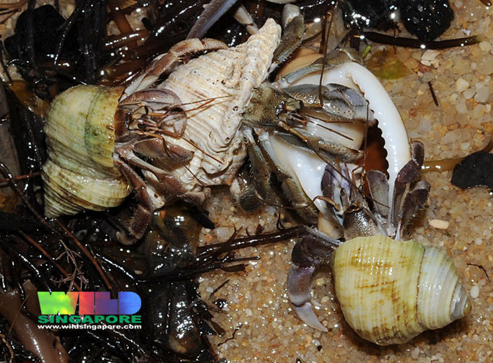 Цепочка вакансий раков-отшельников