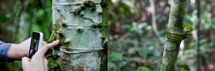 Silkhenge на стволах деревьев