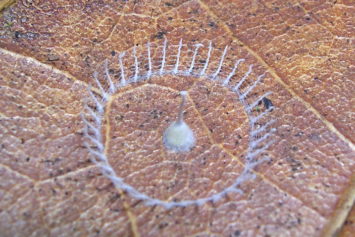 Силкхендж во Французской Гвиане