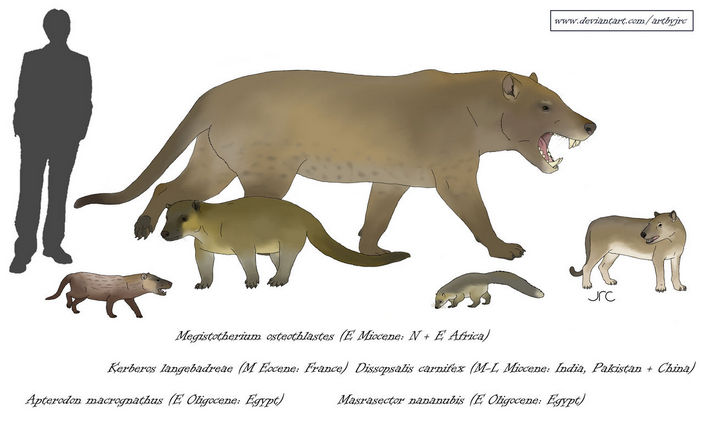 Сравнение размеров гиенодонтов