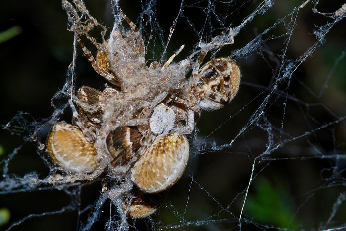 Пауки Stegodyphus едят моль