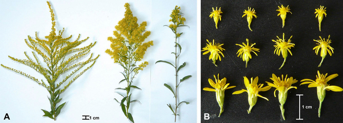 Сравнение трех видов золотарника