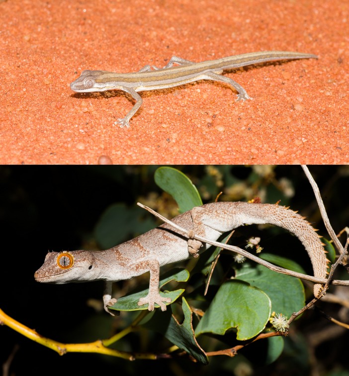 Strophurus