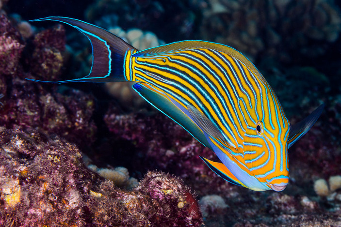 Полосатый хирург (Acanthurus lineatus)
