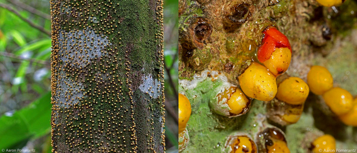 Цветки Apodanthes caseariae