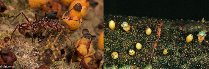 Муравей Ectatomma tuberculatum охраняет гусеницу T. terentia