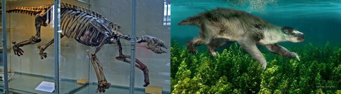 Скелет талассокнуса