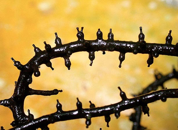 Стромы гриба Thamnomyces chordalis крупным планом