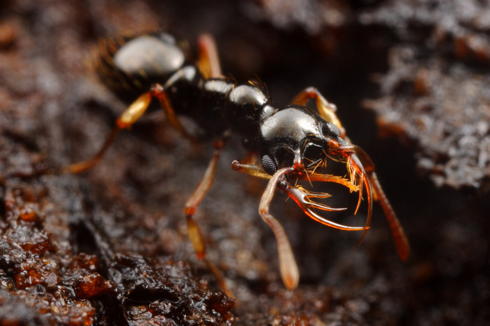 Thaumatomyrmex atrox