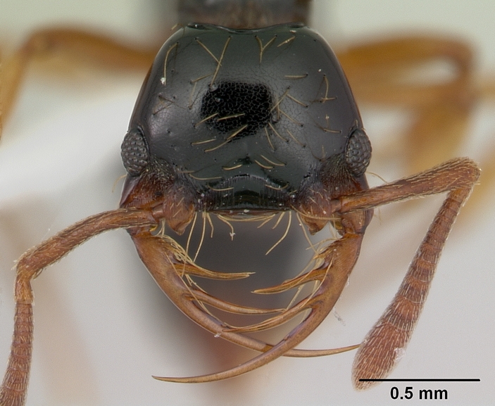 Голова рабочего Thaumatomyrmex