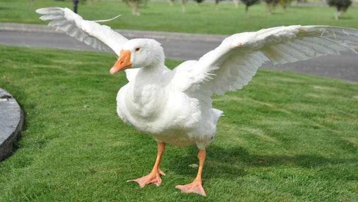 Гусь Томас в реабилитационном центре 