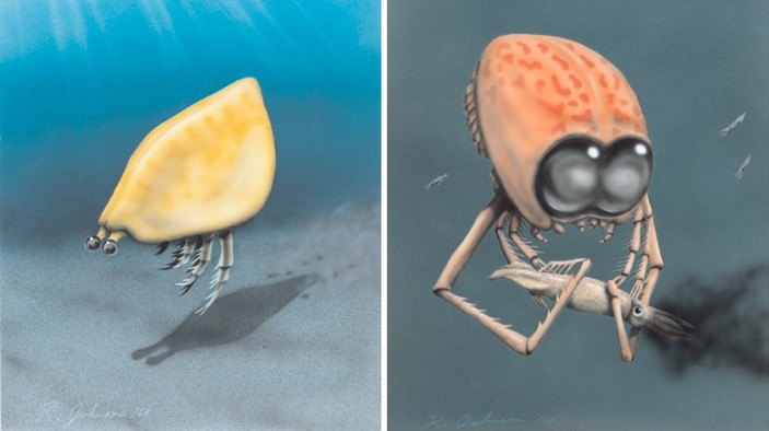 Thylacares и Clausocaris 