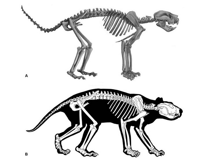 Скелет тилаколео