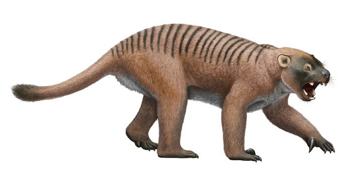 Полосатый сумчатый лев