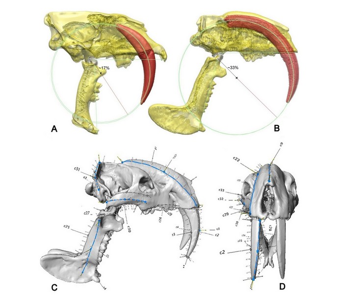 Черепа смилодона и тилакосмила