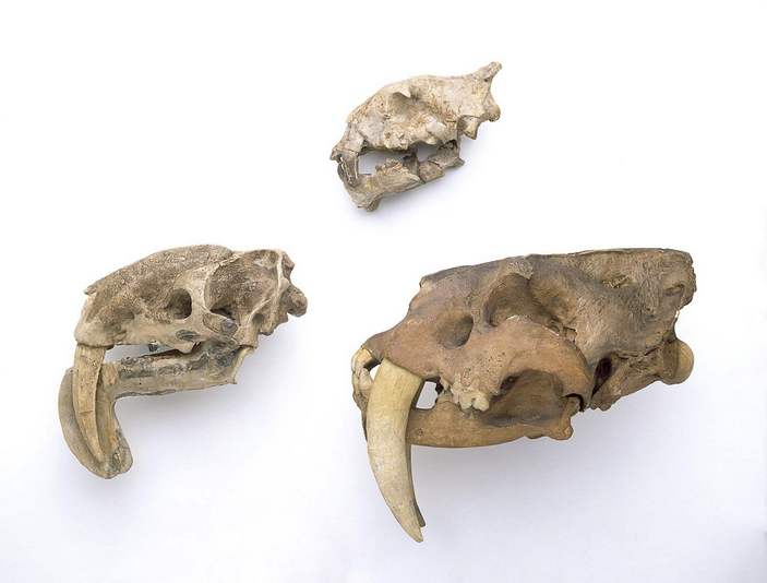 Сравнение черепов саблезубых млекопитающих