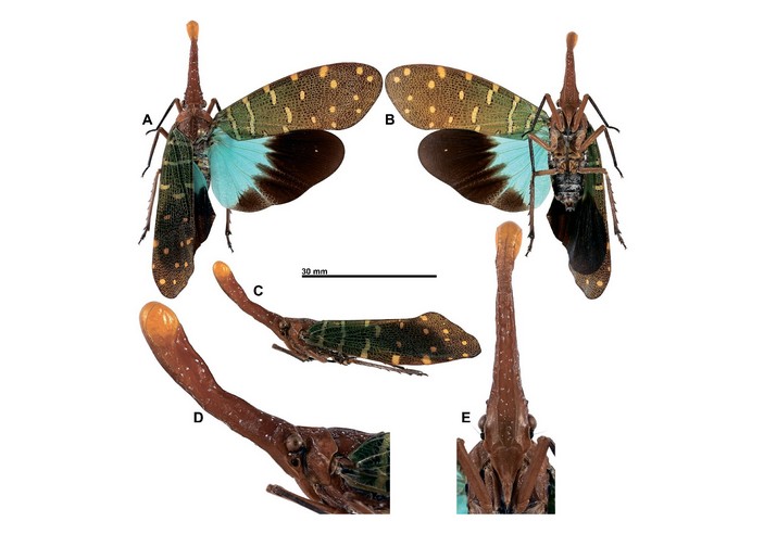 Яркие крылья фонарниц