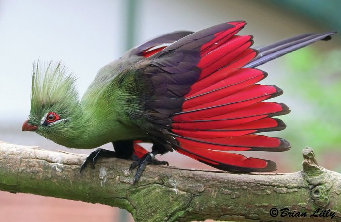 Гвинейский турако