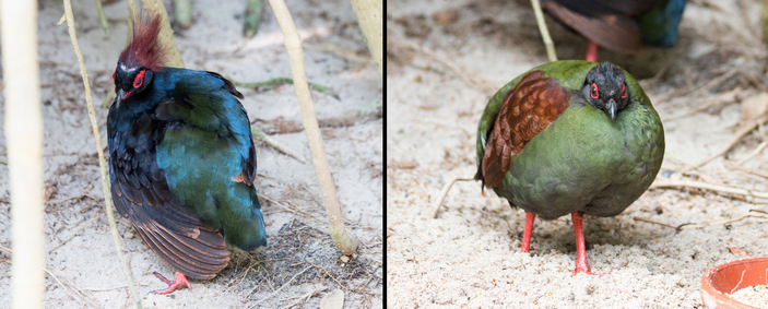 Венценосная куропатка