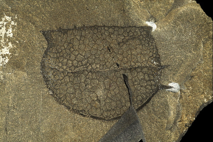 Отпечаток тузойи