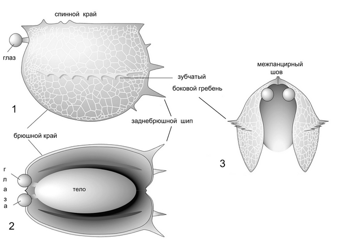 Строение тузойи