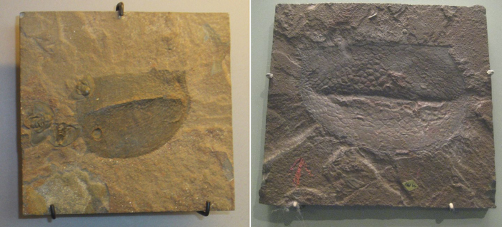 Панцири тузой