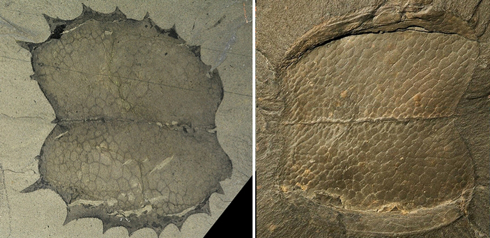 Створки панцирей тузой в виде бабочек