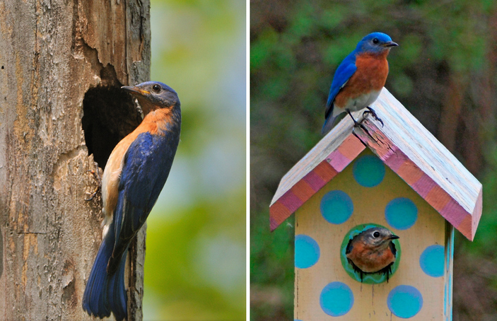 Восточная сиалия