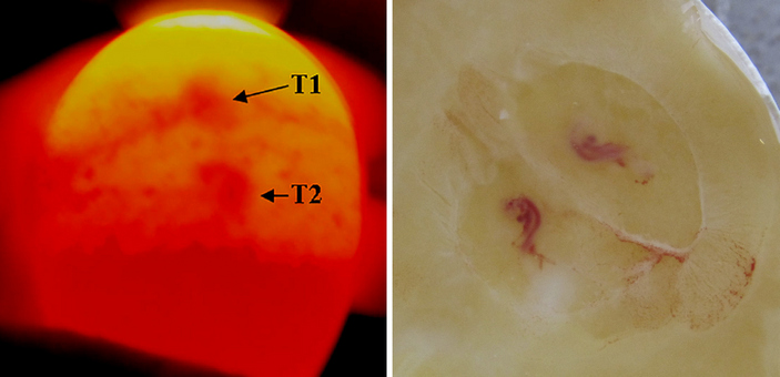 Двухжелтковое яйцо индейки