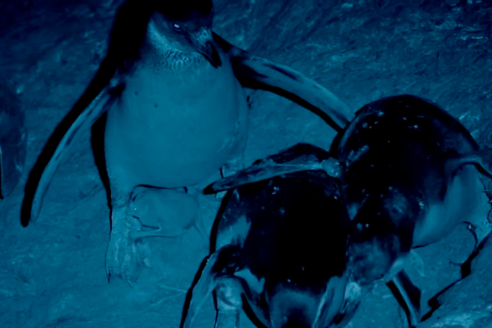 Вампир пьет кровь пингвиненка