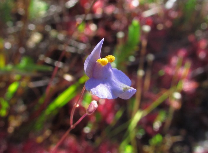 Цветок Utricularia biceps