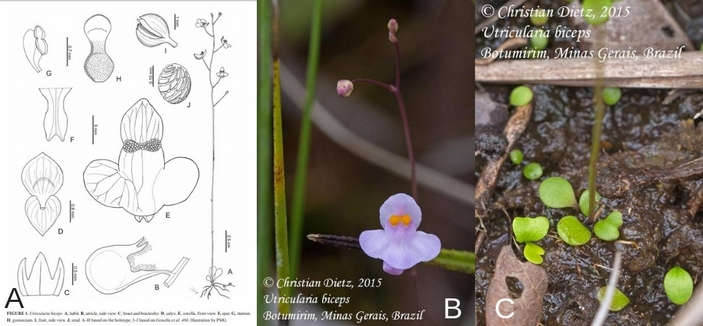 Utricularia biceps, части растения 