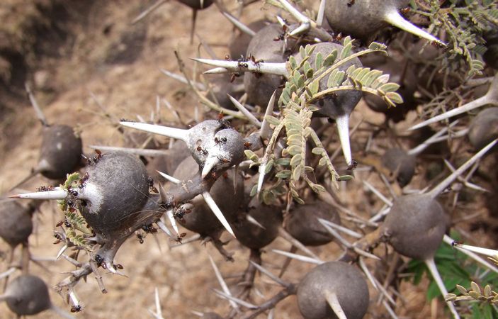 Муравьи на вздутиях Vachellia drepanolobium