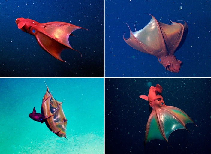 Vampyroteuthis infernalis