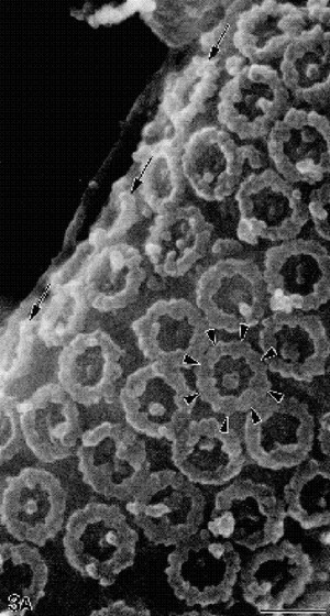 Ядерные поры