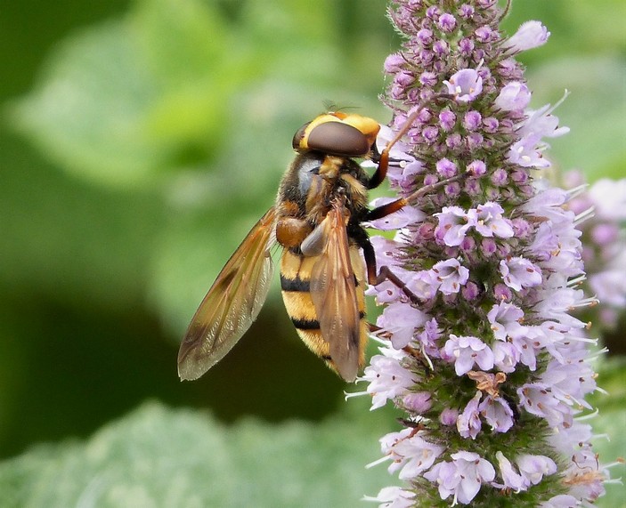 Шмелевидка Volucella inanis