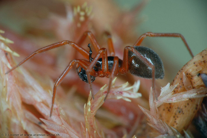 Самец Walckenaeria acuminata