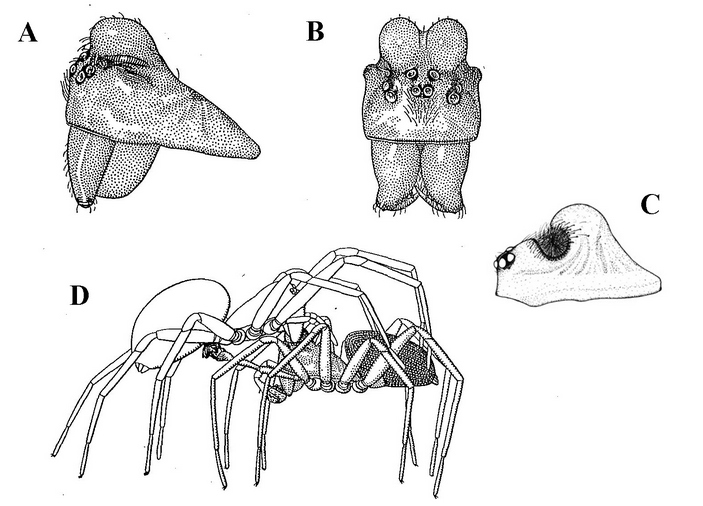 Спаривание Hypomma bituberculatum