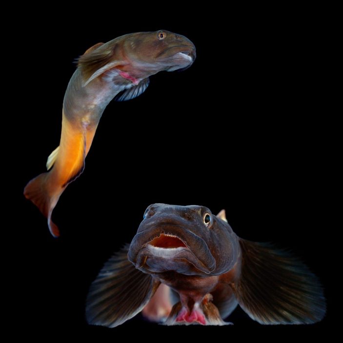 Lentipes concolor