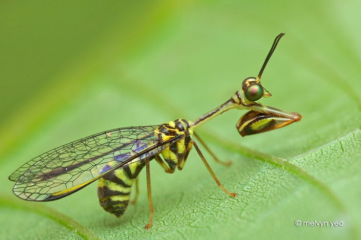 Climaciella brunnea